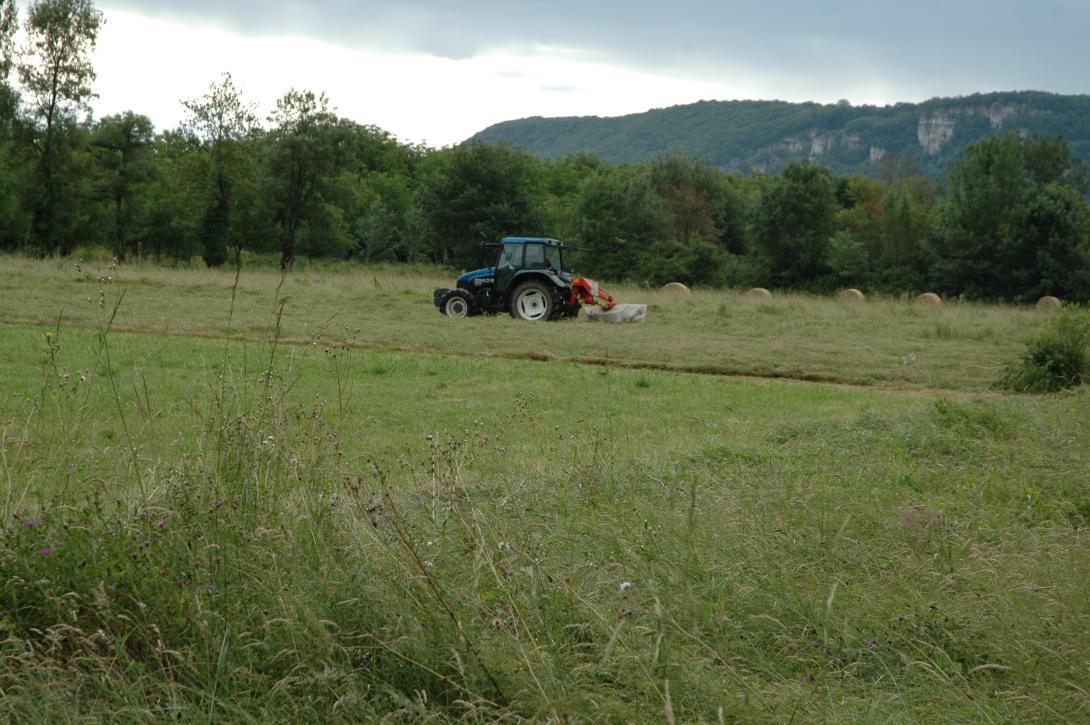 prairie_fauche