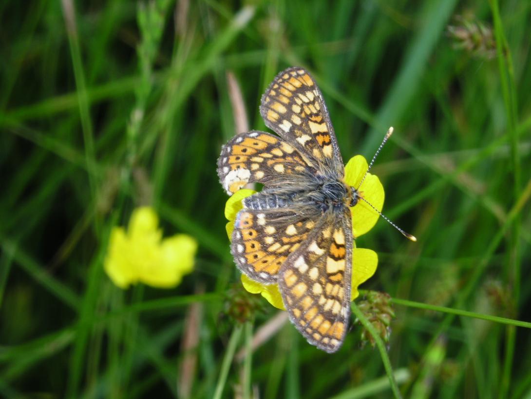 euohydryas aurinia