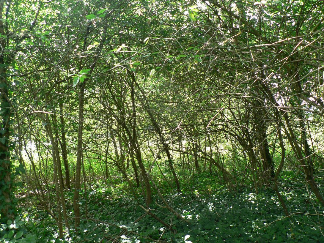 foret