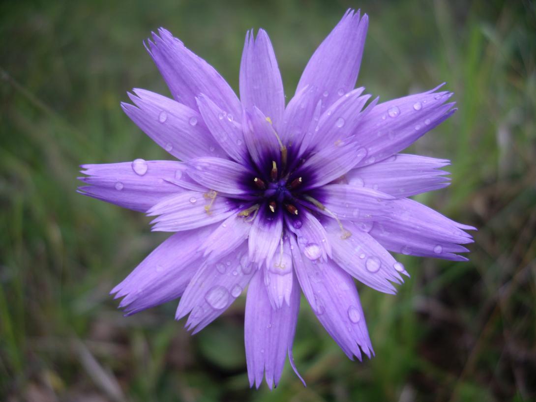 catananche